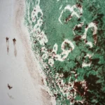 Obra Gráfica Proyectos